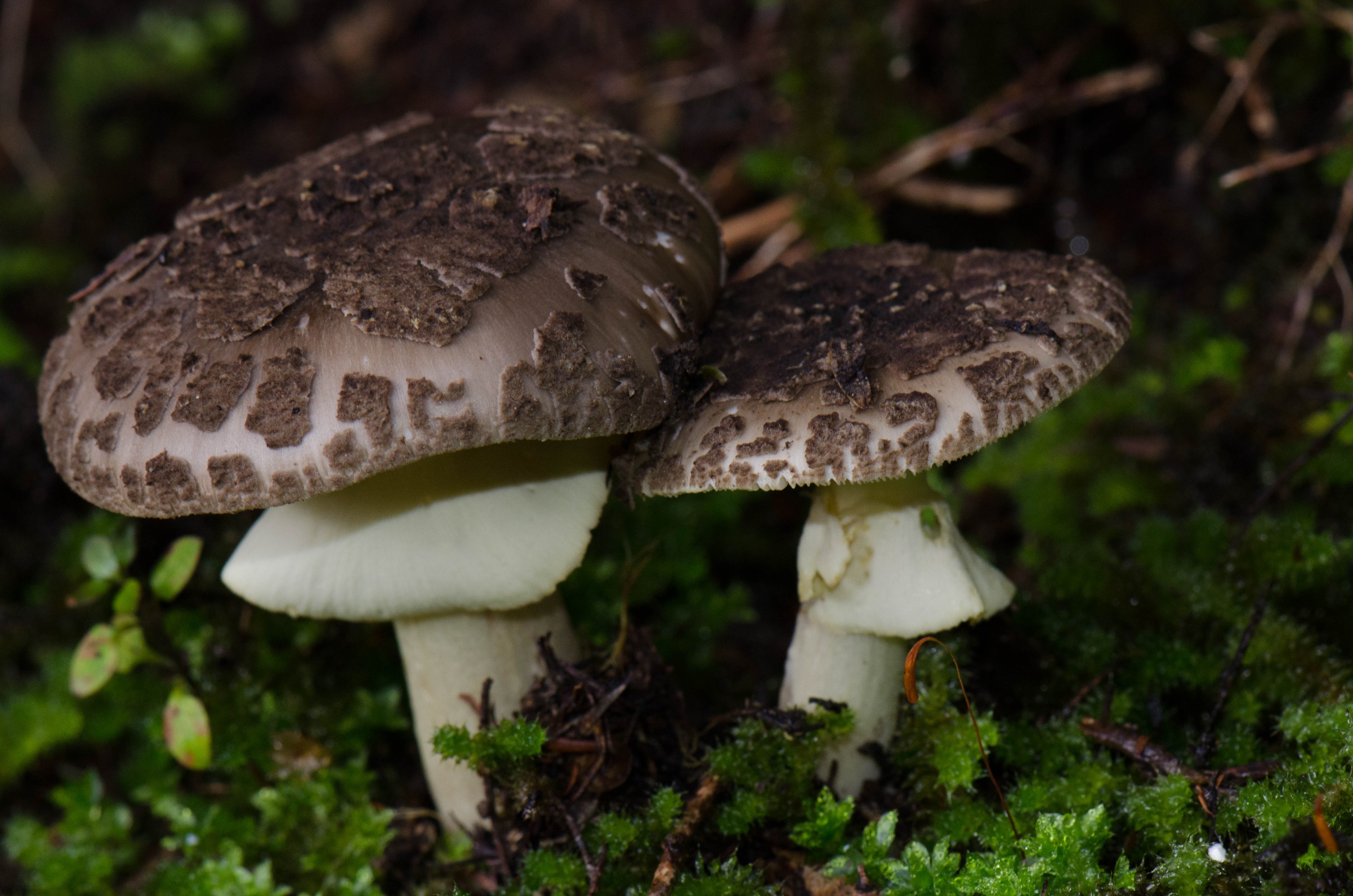 DSC_1673 – irene, nz, new, zealand, fungi, mushroom, toadstool, aug16, brown, shite, large, moss, amantia, fly cap, fly, cap